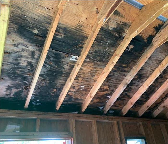 Moldy wooden ceiling