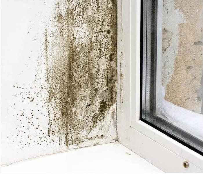 Mold growing around a window frame. 
